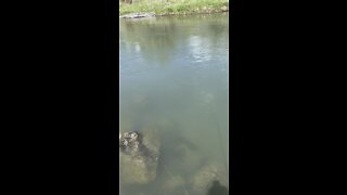 Idaho brown trout runs down river! Fishing is awesome!