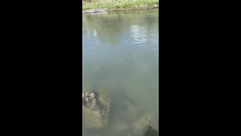 Idaho brown trout runs down river! Fishing is awesome!