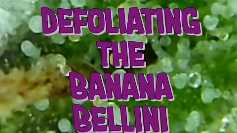 Defoliation the Banana Bellini #marshydro #TSW2000 #rootedleaf
