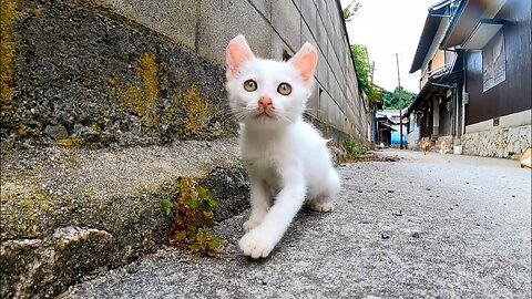 There was a white kitten, so when I went nearby, other cats also gathered.