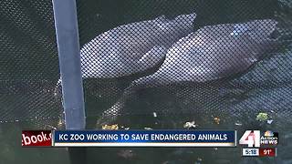 Kansas City Zoo works to save endangered species