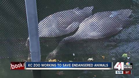 Kansas City Zoo works to save endangered species