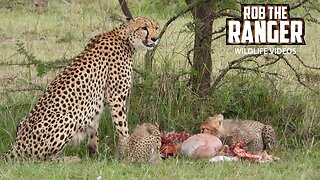 Cheetah Family Feeding Together | Lalashe Maasai Mara Safari