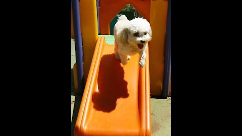 dogs in the slide