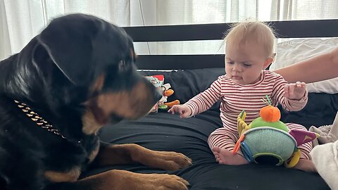 Rottweiler Loves His Baby