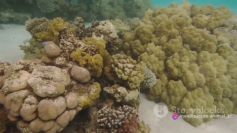 Marine Marvels: The Mesmerizing World of Coral Reefs