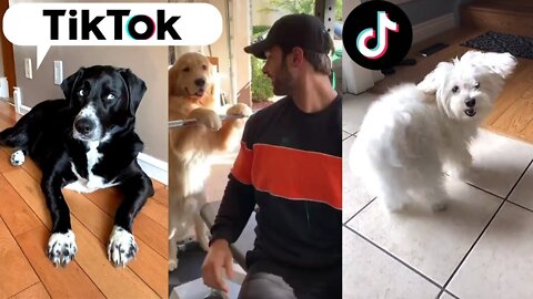 Dogs Doing Funny Things TIK TOK Compilation ~ Cutest Doggos of TikTok ~ Puppies ~ Doggonit