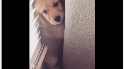 Labrador Puppy Hides From The Vacuum Cleaner