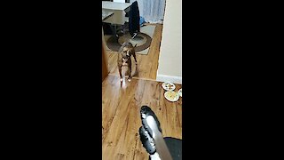 Dog doesn't know how to react to serving tongs