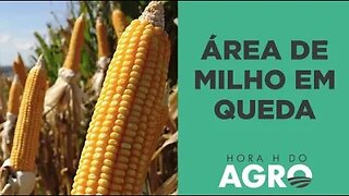 Área de milho terá a primeira redução em 5 anos I HORA H DO AGRO