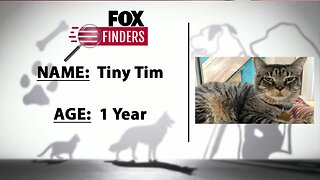 FOX Finders Pet Finder - Tiny Tim