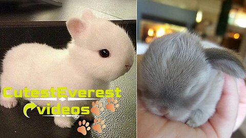 CutestEverest Baby Bunnys #1