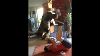 Australian Shepherd and owner doing some acroyoga together