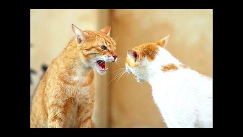Funny Cats Arguing - Cats Talking To Each Other Compilation || NEW HD