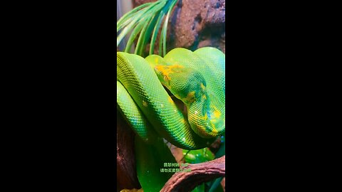 Little green python