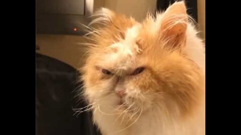 Er dette den nye 'Grumpy Cat'?
