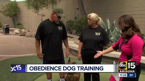 Obedience training helps dogs with social skills