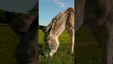 Cute Little Donkey Eating Grass