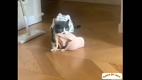What did the cat carry?🤣🤣 interesting video