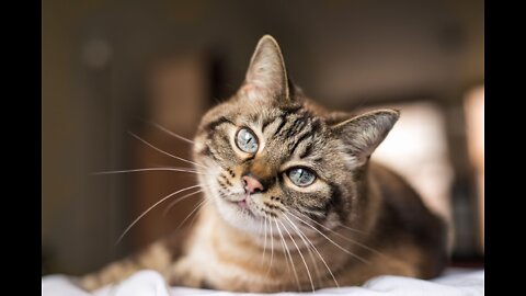 Training Tips: Collars and IDs for Cats