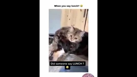 Funniest Cats Videos That Will Make You Laugh 5😂 Best Funny Cats Videos Of 2023 😅😹