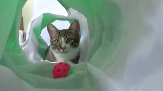 Kitten Watches His Ball Carefully