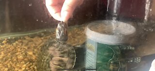Hand feeding turtles 🐢