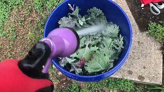 HARVEST CUT: How to Clean Your Plants while Harvesting