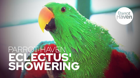 Eclectus parrots showering