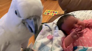 Precious moment cockatoo meets newborn baby for the first time