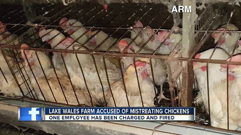 Investigation reveals deplorable conditions, animal abuse at Lake Wales egg farm