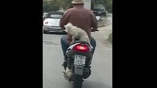Dog casually rides on the back of a scooter