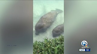 Manatee and calf spotted in Jupiter