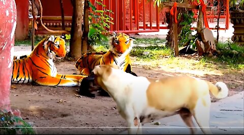 Prank dog & Fake Tiger Vs Dog🐕Prank Video Too Funny🤣