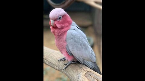 Funny And Cute parrot - shorts- funny- cute- parrots- pets
