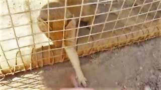 Rescued Yellow Mongoose plays like a house cat