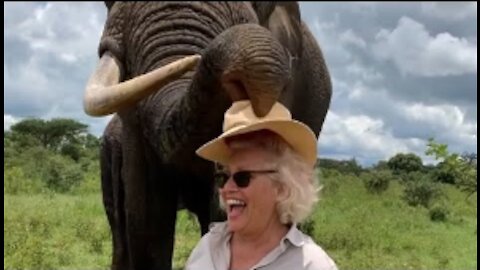 Elephant Takes off and Hides Woman's Hat in Mouth Then Returns it on Request