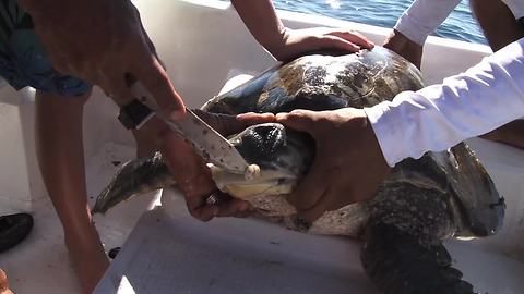 Kid Rescues And Saves Injured Sea Turtle