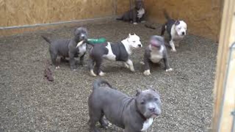 VERY AGRESIV AMERICAN BULLY HA