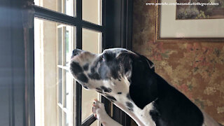 Funny Great Danes Chase Tree Frog Stuck To A Window