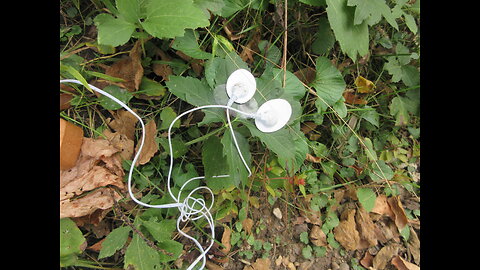 Wilderness Park Cutleaf Coneflower Oct 2023