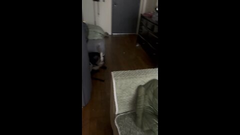 CRAZY Siberian Husky puppy going absolutely bonkers 😂 MUST WATCH‼️