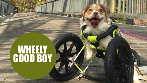 Disabled Dog Is Living Life To The Fullest With New Wheelchair