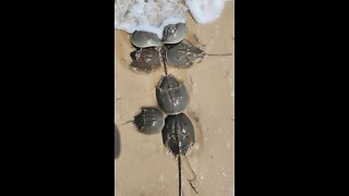 Horse Shoe Crabs Mating