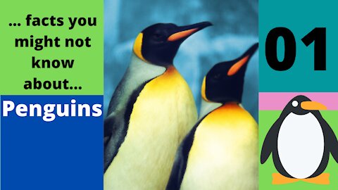 Facts You Don’t Know about Penguins 01