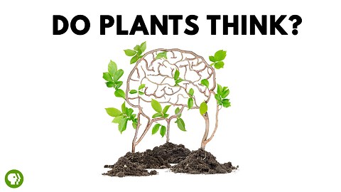 Do Plants Think?