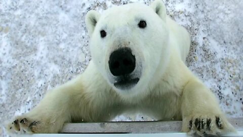 Polar Bear Hotel