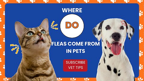 Where Do Fleas Come From On Pets?