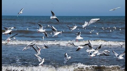 Watch this seagull