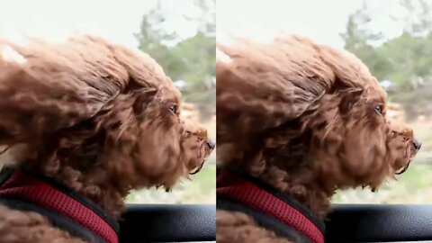 Dog enjoying the car ride.